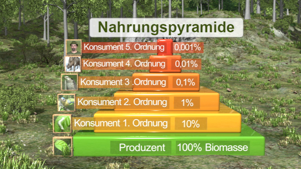 Grafik der Nahrungspyramide mit verschiedenen Konsumenten und Produzenten, die Biomasseanteile darstellen.