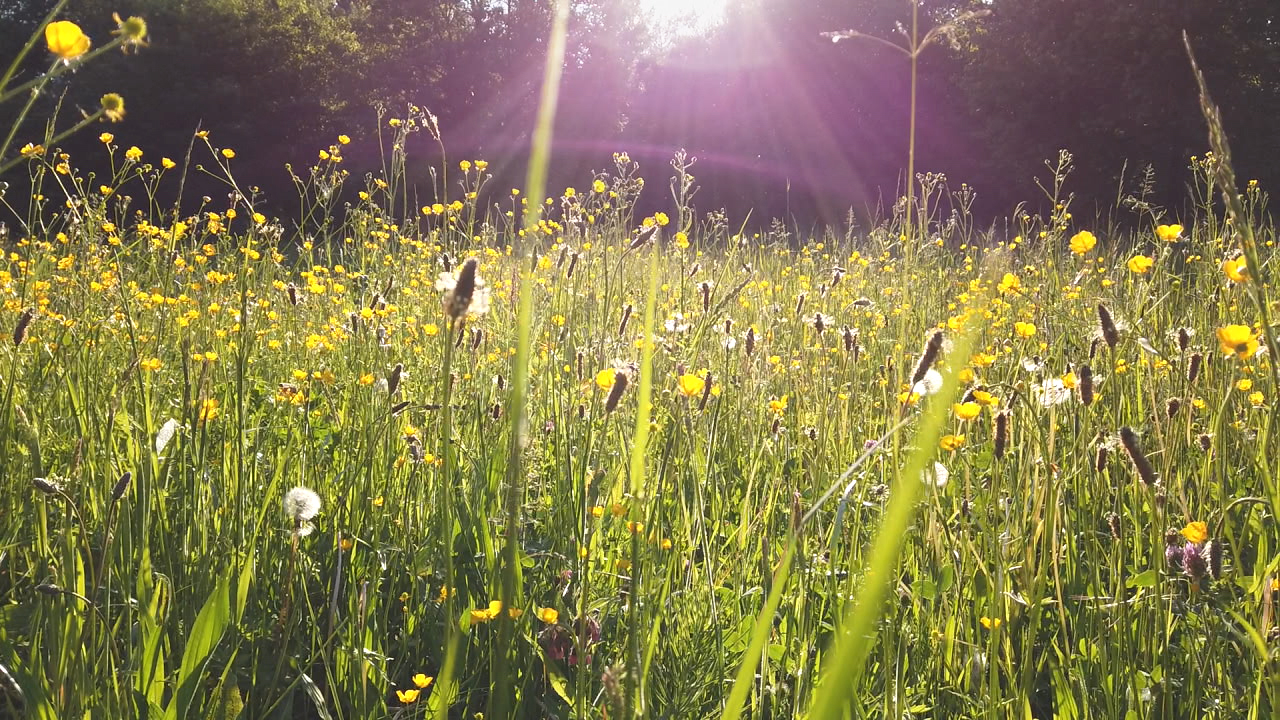 Blühende Wiese mit gelben und weißen Blumen, Sonnenstrahlen scheinen durch die Pflanzen.