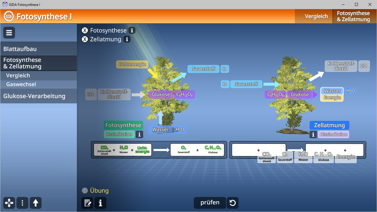 Diagramm zur Fotosynthese und Zellatmung mit beschrifteten Prozessen und Verbindungen zwischen Glukose, Wasser und Sauerstoff.