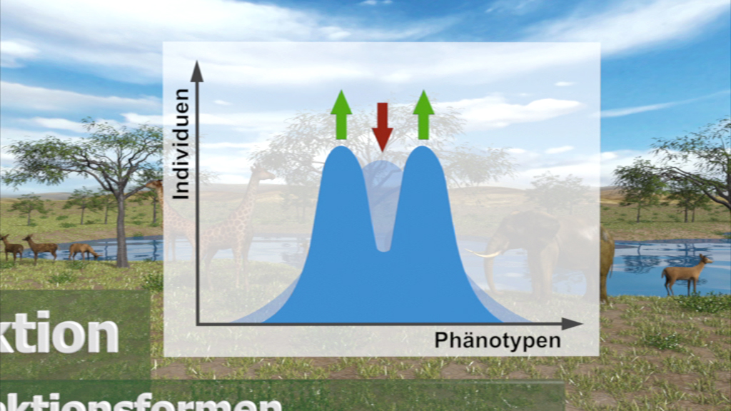 Grafik zeigt eine Verteilung von Phänotypen mit zwei Spitzen und Pfeilen, die verschiedene Individuen markieren.