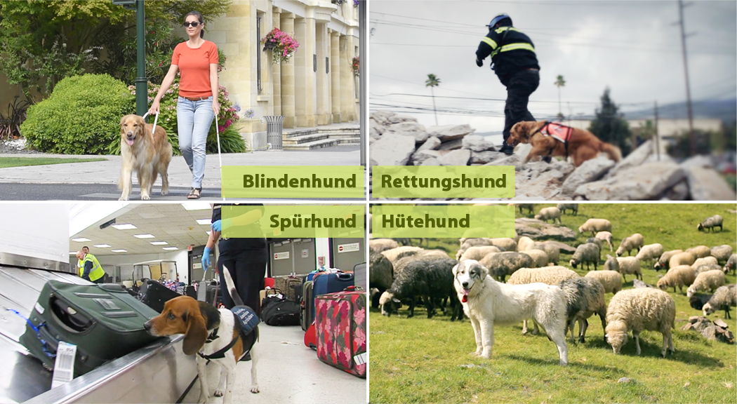 Vier Bilder von Hunden: ein Blindenhund mit einer Frau, ein Rettungshund bei der Arbeit, ein Spürhund am Gepäckband und ein Hütehund mit Schafen.