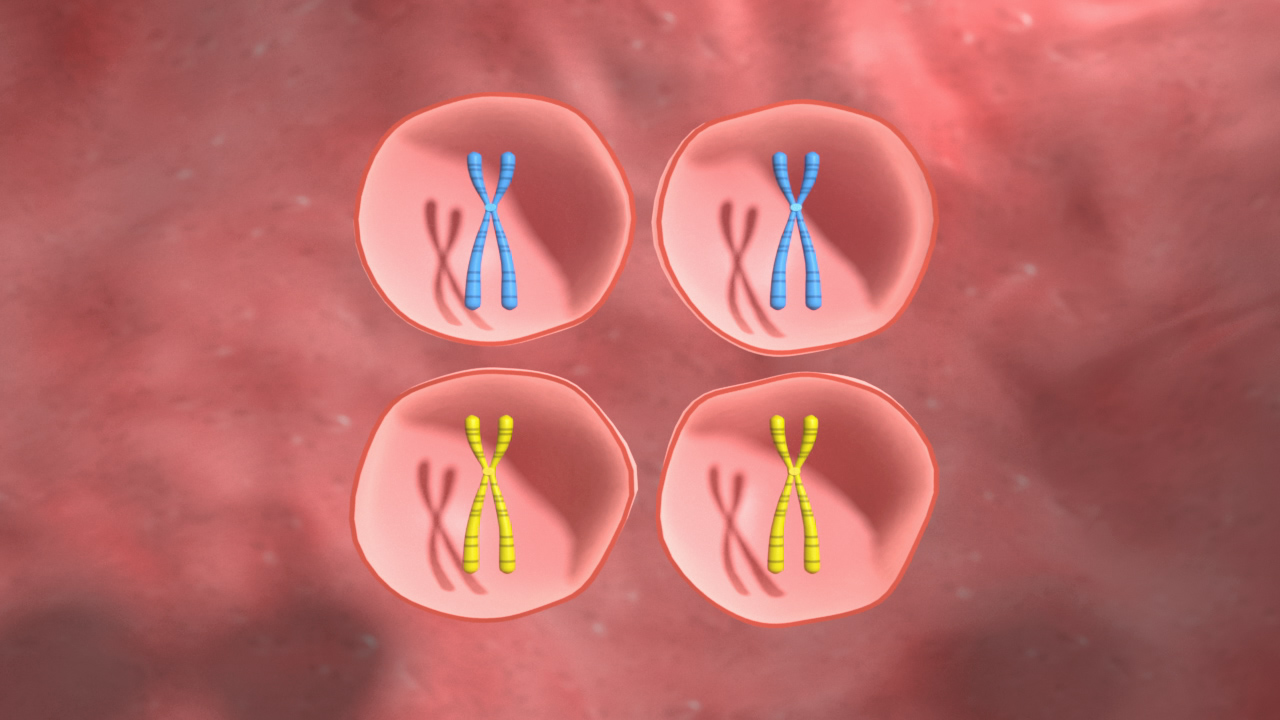 Darstellung von Chromosomen in einer Zelle, zwei blaue und zwei gelbe Chromosomenpaare.