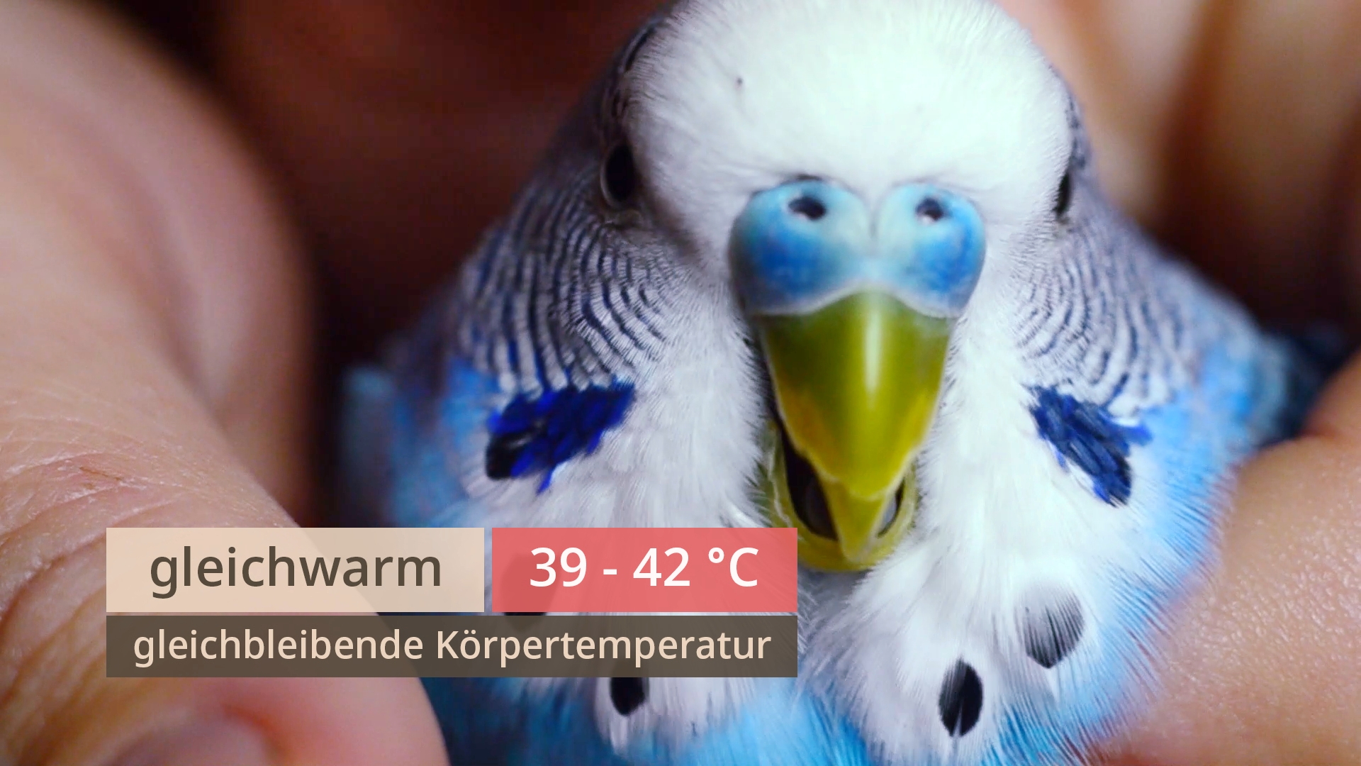 Nahaufnahme eines blauen Wellensittichs, der von zwei Händen gehalten wird, mit eingeblendeten Textfeldern 'gleichwarm', '39 - 42 °C' und 'gleichbleibende Körpertemperatur'