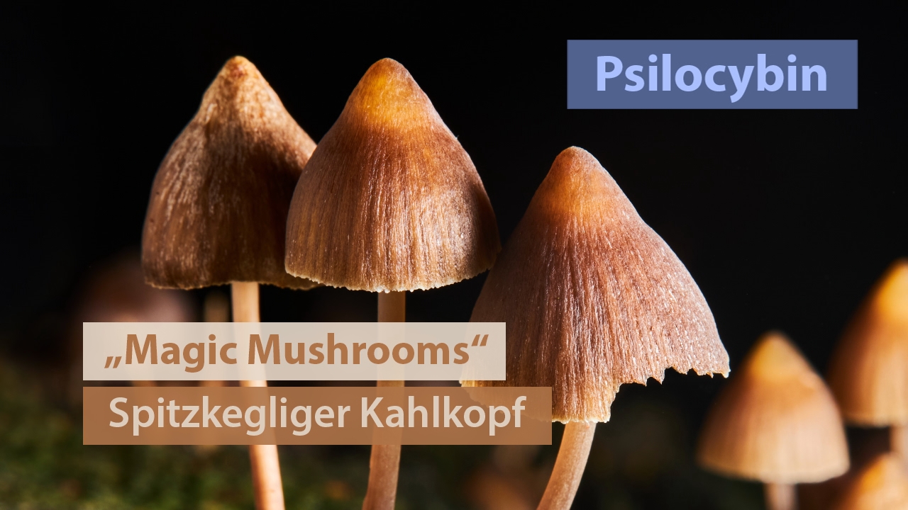 Vier spitzkegelige Pilze mit braunen Kappen, beschriftet mit 'Magic Mushrooms' und 'Psilocybin'.