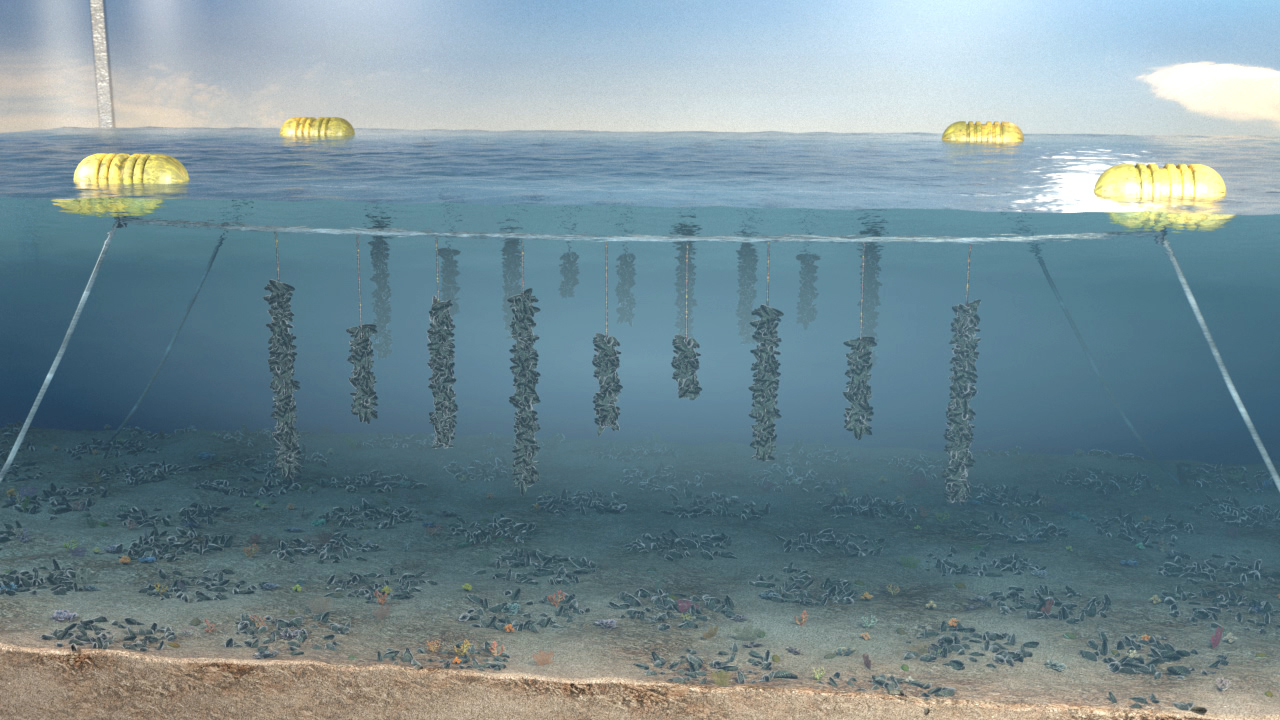 Unterwasseransicht eines Fischzuchtbetriebs mit schwimmenden Netzen und gelben Bojen.