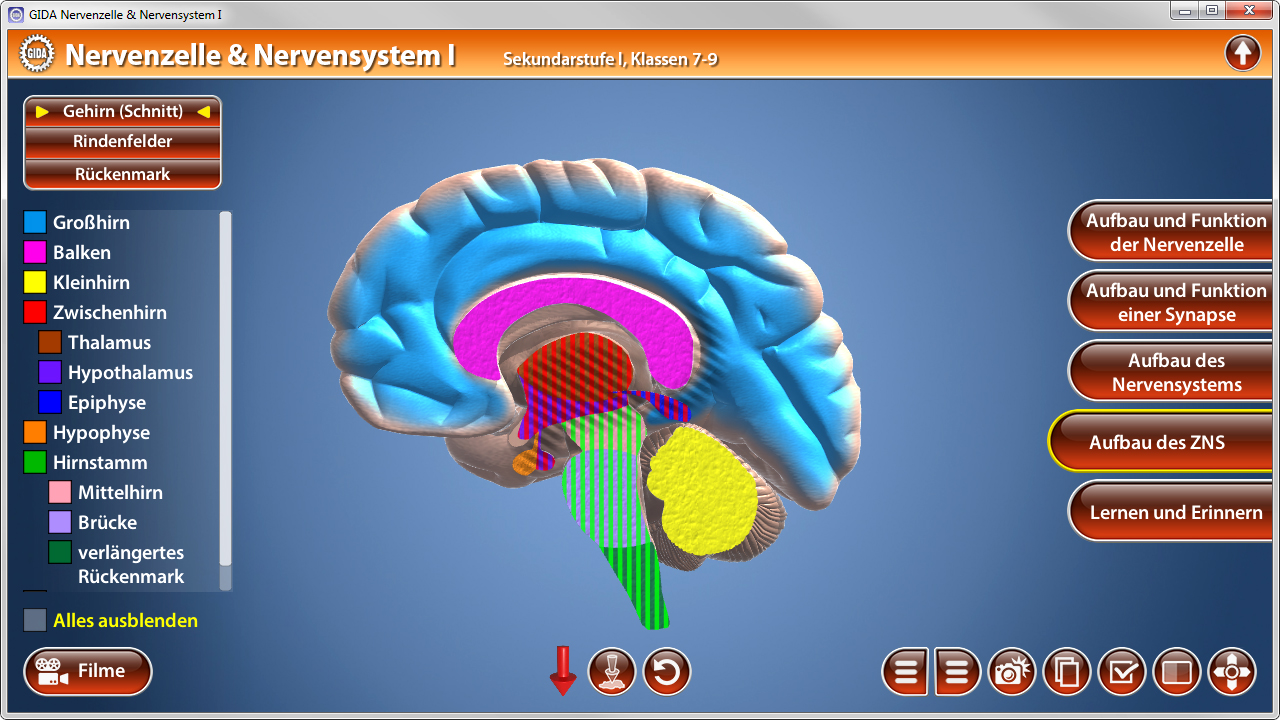 3D-Diagramm des menschlichen Gehirns mit farbigen Bereichen, die verschiedene Teile des Nervensystems darstellen.
