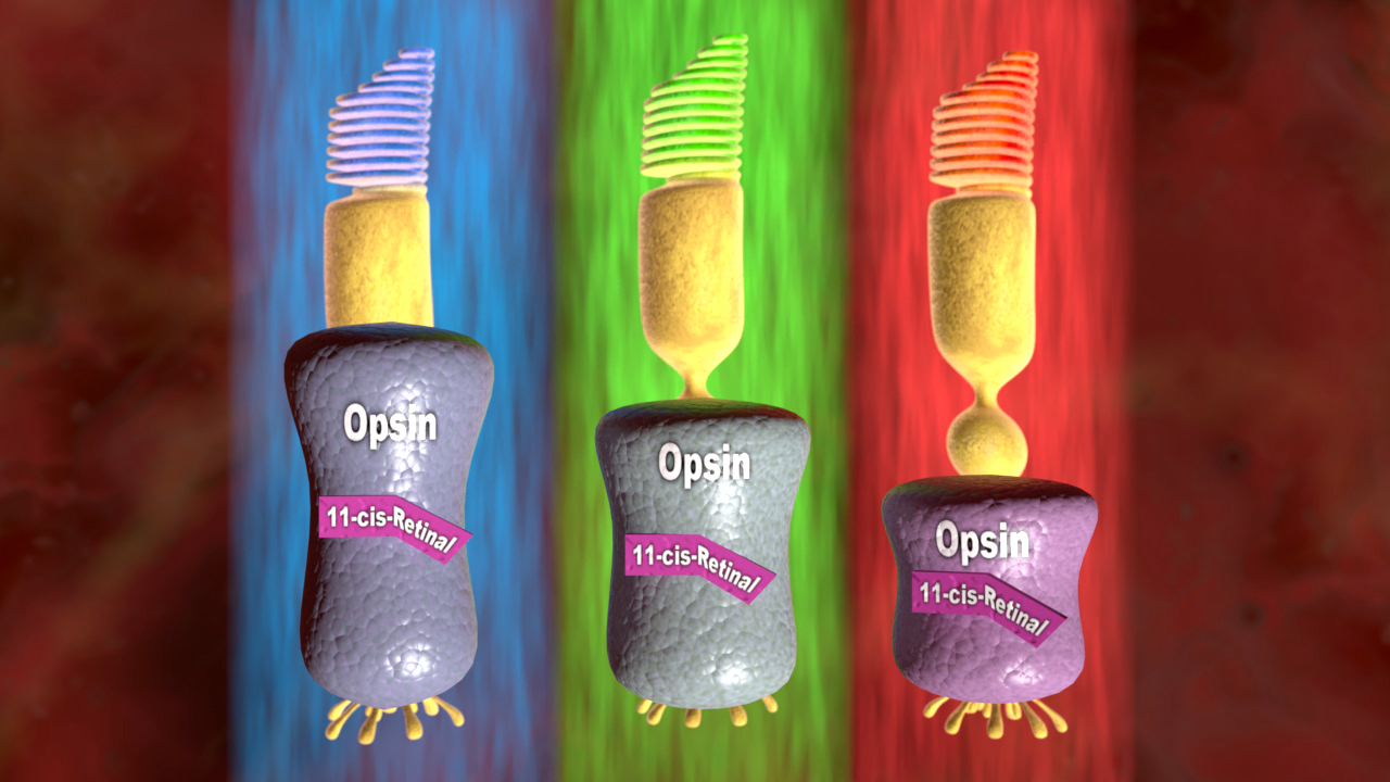 Darstellung von Opsin-Molekülen mit 11-cis-Retinal in verschiedenen Farben.