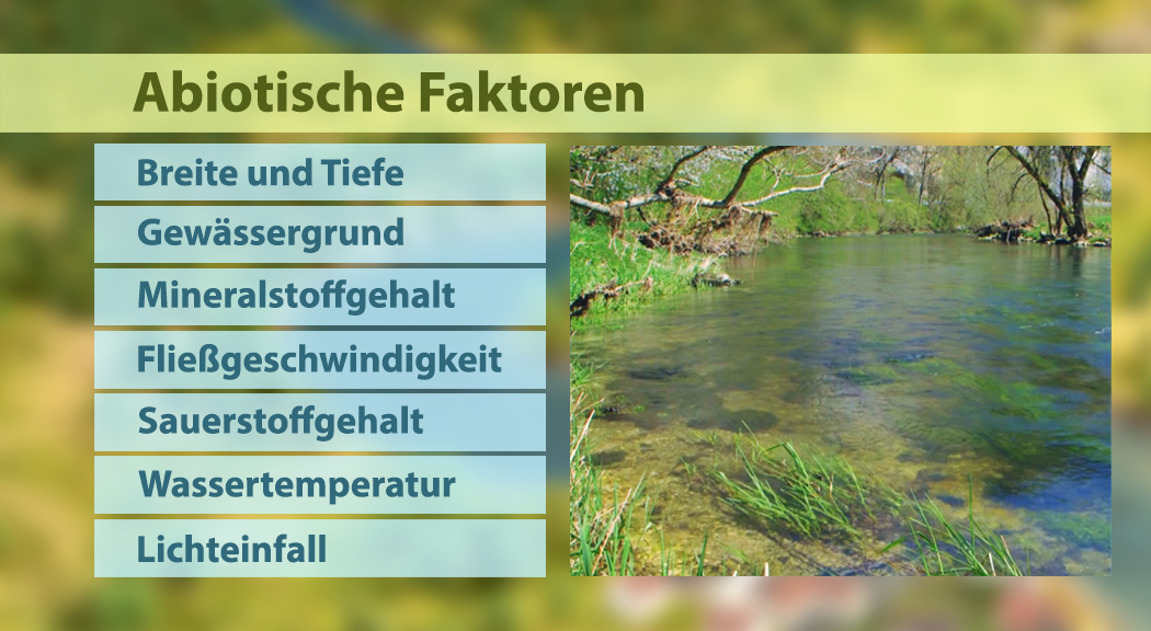 Tabelle mit abiotischen Faktoren eines Gewässers: Breite und Tiefe, Gewässergrund, Mineralstoffgehalt, Fließgeschwindigkeit, Sauerstoffgehalt, Wassertemperatur, Lichteinfall.