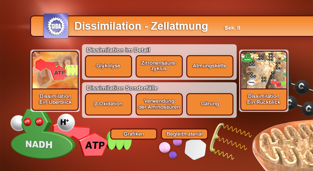 Menü des Films mit den Themen: Glykolyse, Zitronensäurezyklus, Atmungskette, ß-Oxidation, Verwendung der Aminosäuren, Gärung.