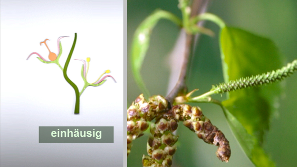 Diagramm und Foto von einhäusigen Pflanzen, links schematische Darstellung, rechts Detailaufnahme einer Pflanze.