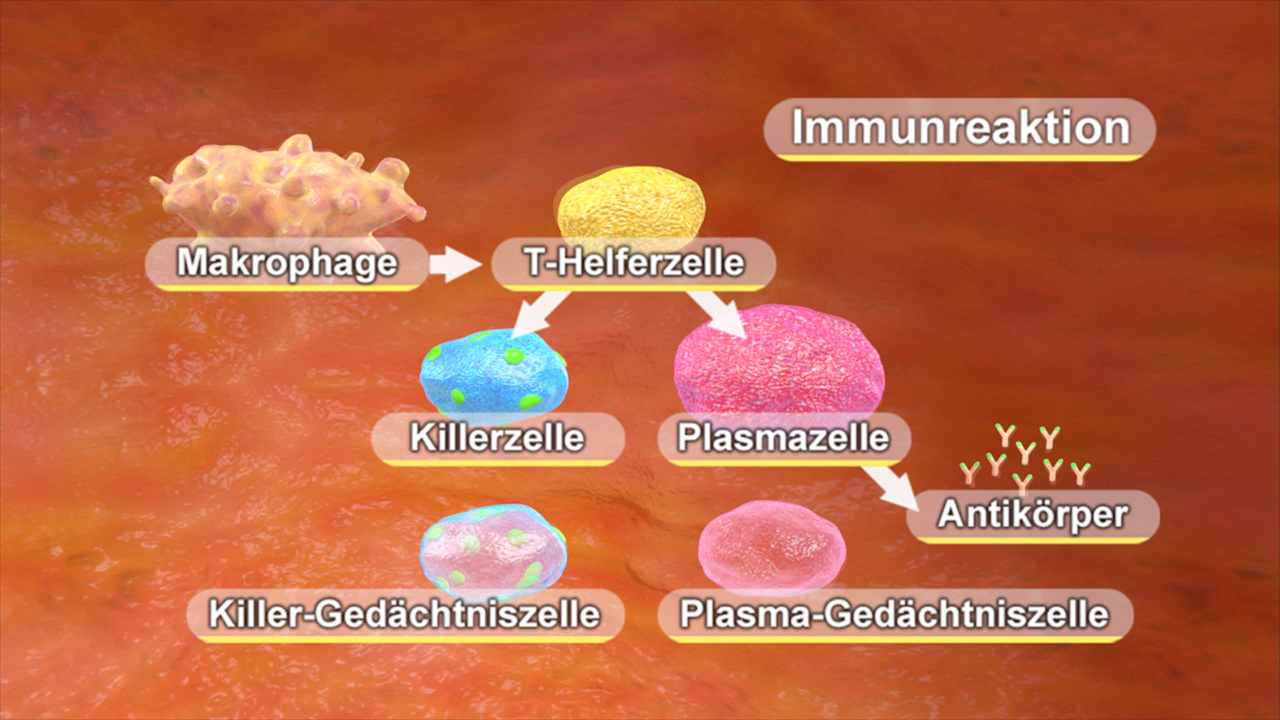 Diagramm der Immunreaktion mit Makrophagen, T-Helferzellen, Killerzellen, Plasmazellen und Antikörpern.