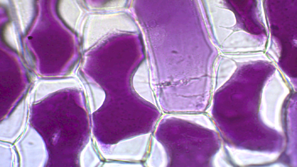 Mikroskopische Aufnahme von Pflanzenzellen mit lila gefärbten Zellwänden und transparenten Zellinhalten.