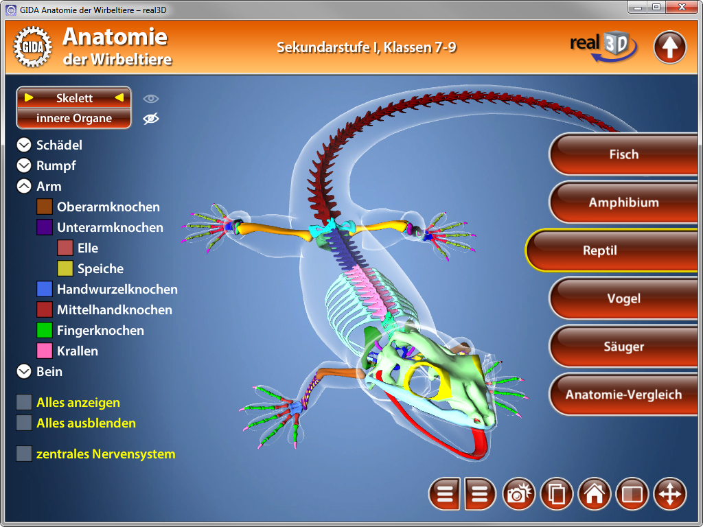 Interaktive 3D-Darstellung eines Skeletts mit hervorgehobenen Organen und Knochen, einschließlich Fisch, Amphibien, Reptilien und Vögeln.