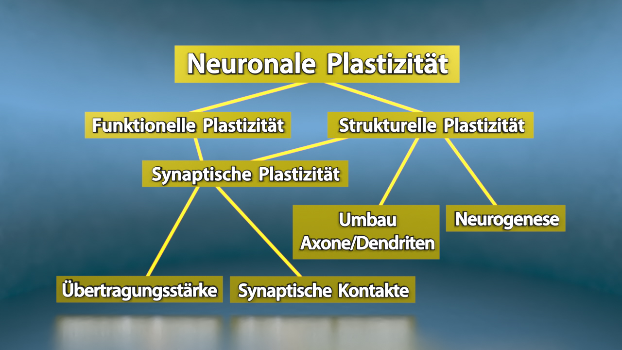 Diagramm zur neuronalen Plastizität mit den Kategorien funktionelle und strukturelle Plastizität, sowie deren Unterkategorien.