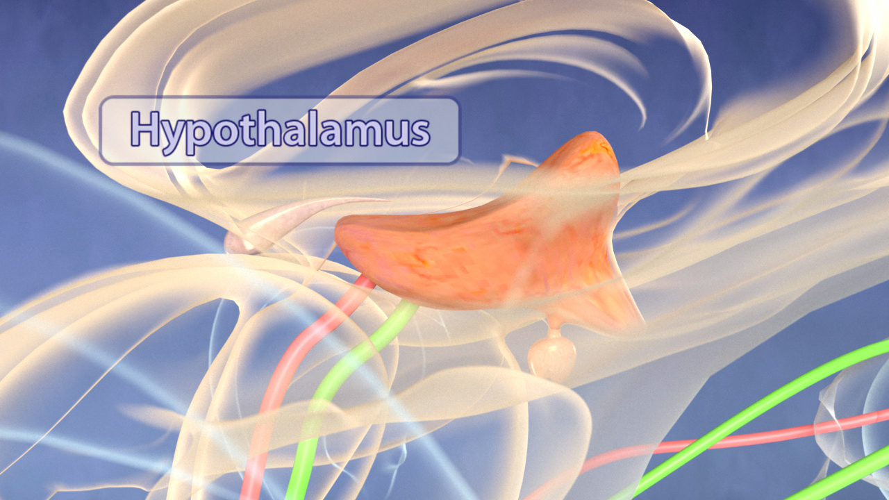 Grafik des Hypothalamus mit farbigen Nervenbahnen, die ihn umgeben.