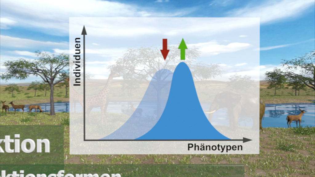 Grafik zeigt eine Verteilung von Phänotypen mit einer Kurve, die Individuen auf der X-Achse darstellt und zwei Pfeile für unterschiedliche Phänotypen anzeigt.