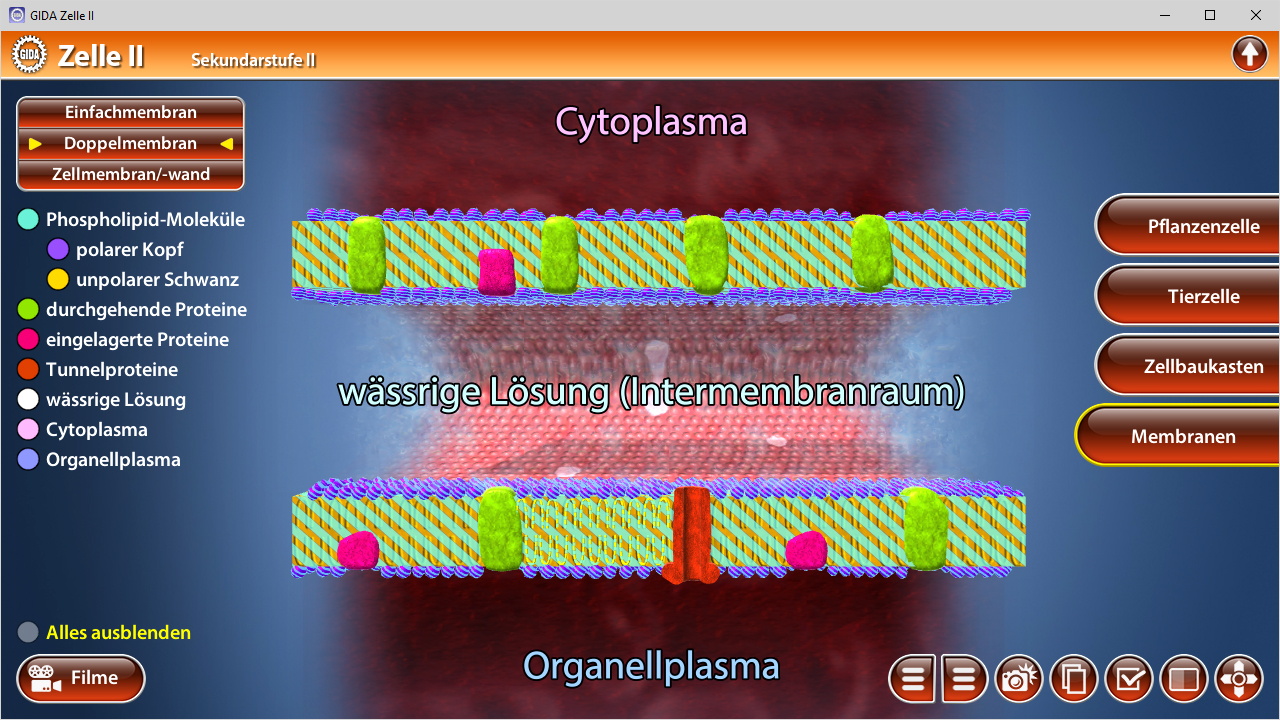 Grafik zeigt eine schematische Darstellung einer Zellmembran mit Phospholipid-Molekülen, Tunnelproteinen und wässriger Lösung im Intermembranraum.