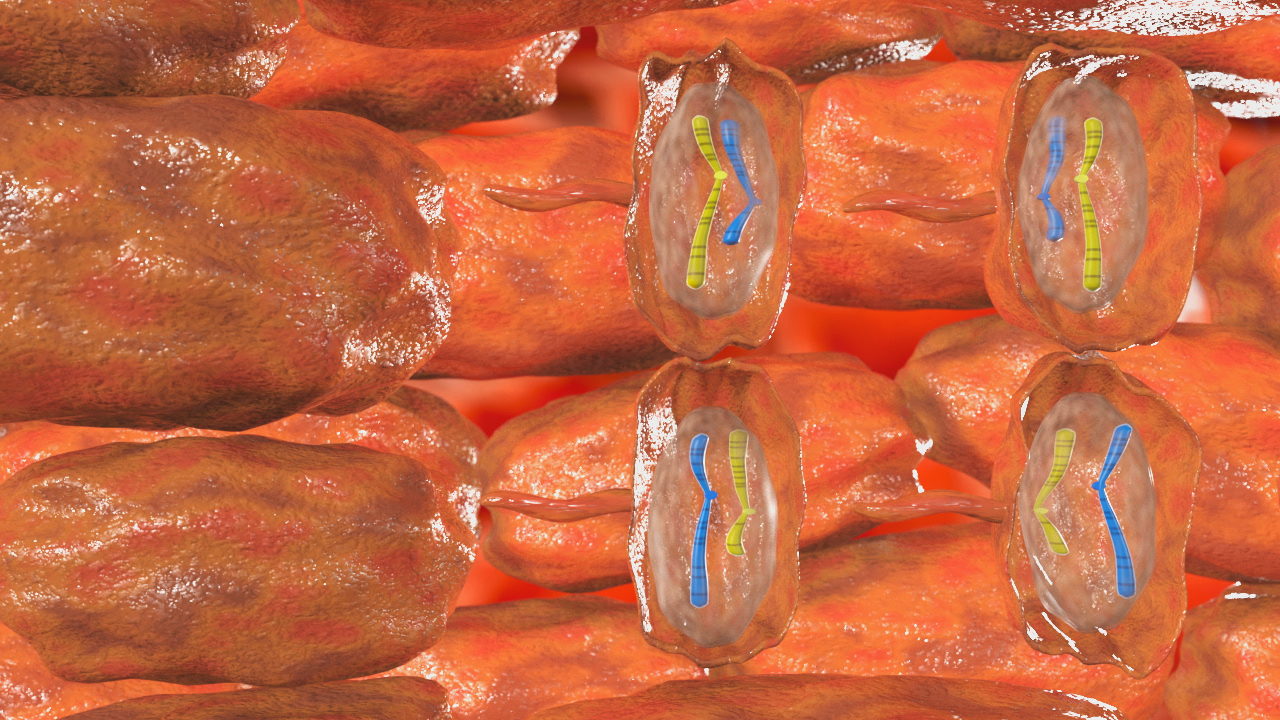 3D-Darstellung von Muskelzellen mit sichtbaren Zellkernen und DNA-Strängen in verschiedenen Farben.