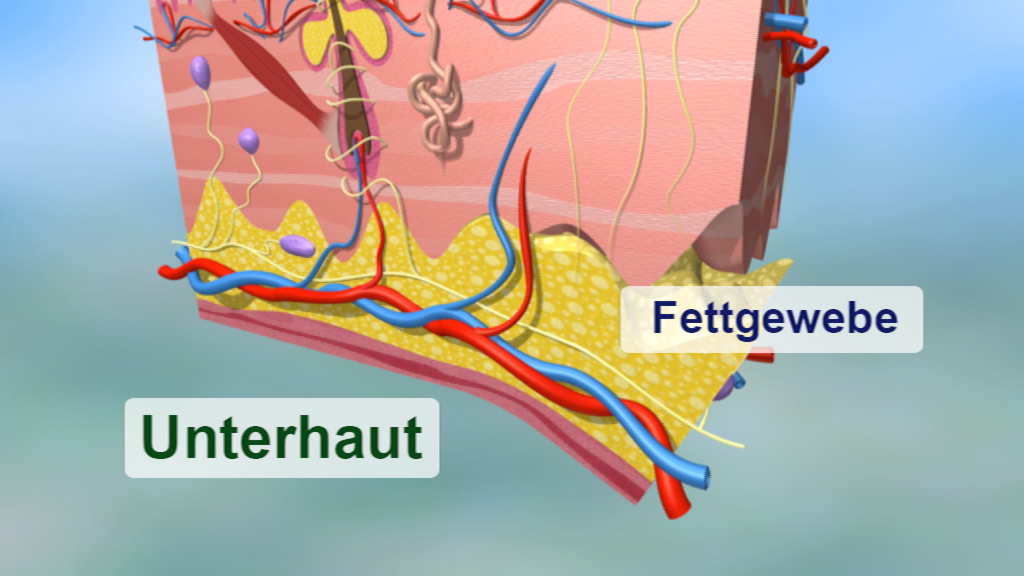 3D-Darstellung der Hautschichten mit Beschriftungen für 'Unterhaut' und 'Fettgewebe'.