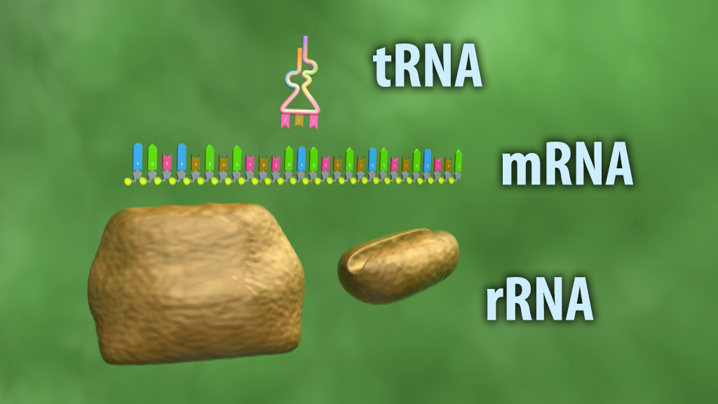 Diagramm, das die drei Haupttypen von RNA zeigt: tRNA, mRNA und rRNA, mit farbigen Strukturen und Symbolen.