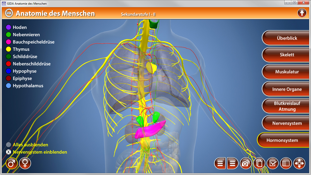 Grafik zur menschlichen Anatomie mit hervorgehobenen Organen und Systemen, einschließlich des Nervensystems und Hormonsystems.