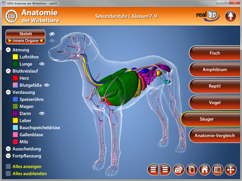 3D-Darstellung der Anatomie eines Hundes mit hervorgehobenen Organen und Körpersystemen.