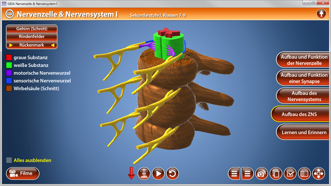 3D-Diagramm des Nervensystems mit Darstellung von Nervenfasern und einer Nervenzelle.