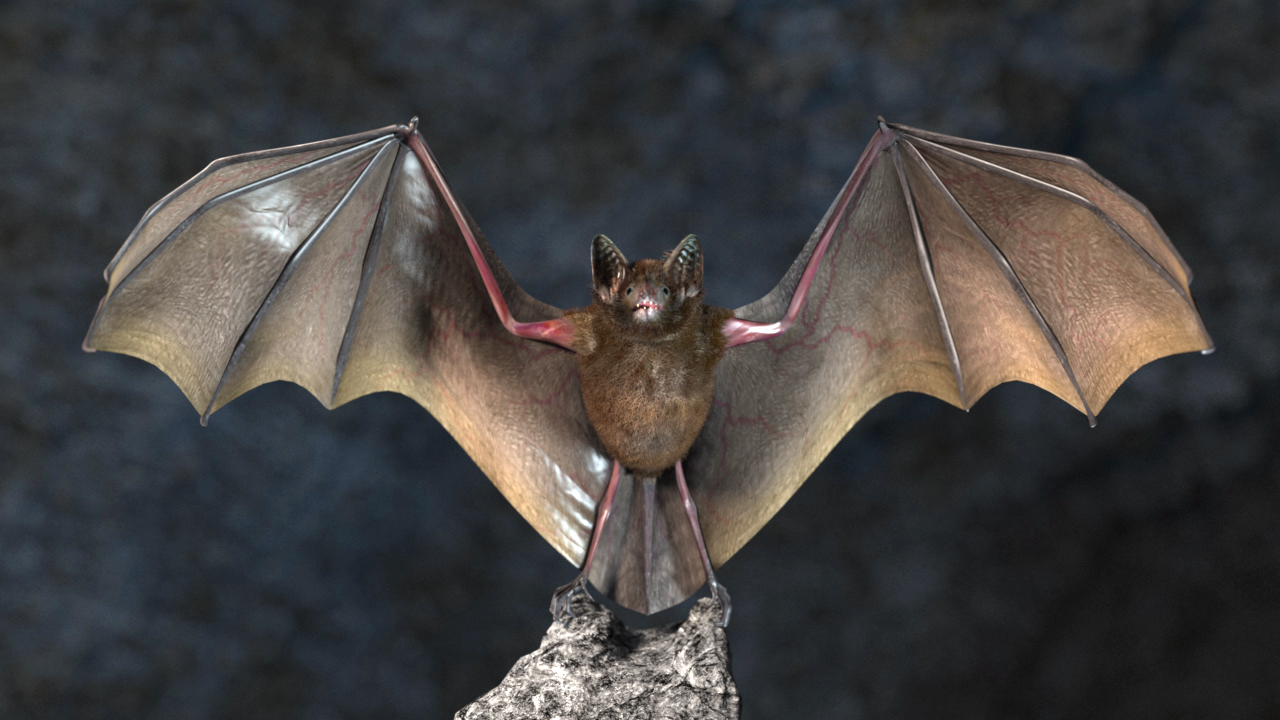 Eine Fledermaus mit ausgebreiteten Flügeln sitzt auf einem Felsen.