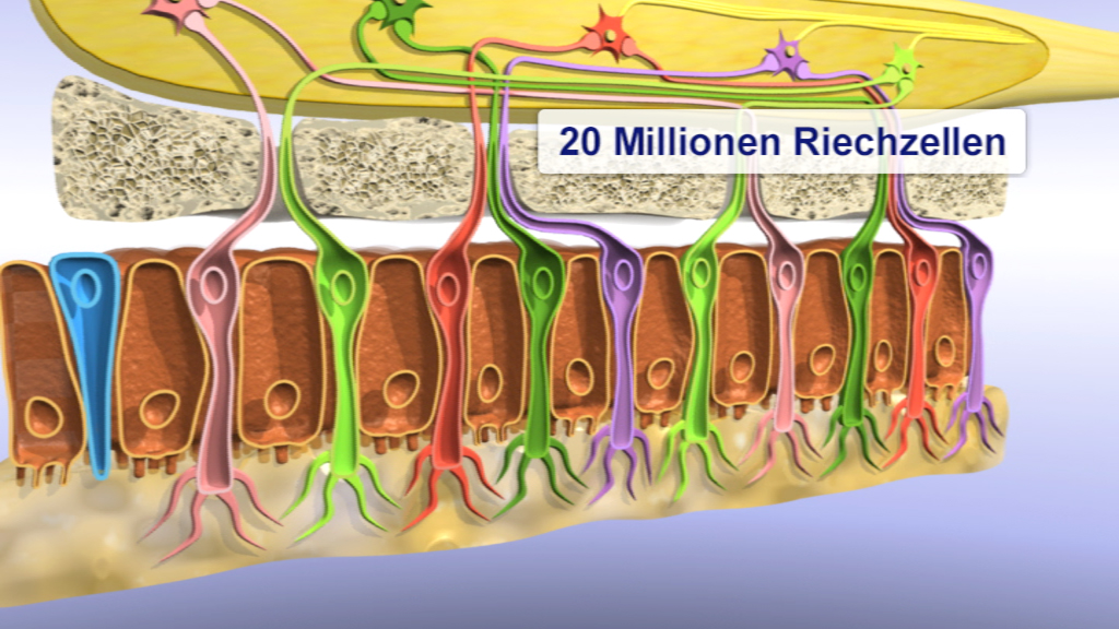 Diagramm der menschlichen Nasenschleimhaut mit 20 Millionen Riechzellen, die die Verbindung zu Nervenzellen zeigen.