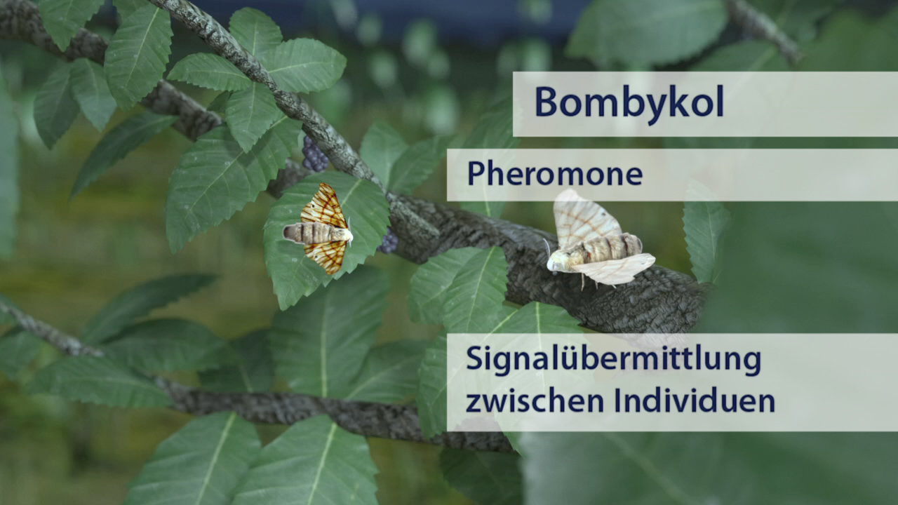 Zwei Motten auf einem Blatt, mit Text über Bombykol und Signalübermittlung zwischen Individuen.
