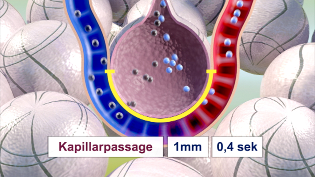 Diagramm der Kapillarpassage mit einer Breite von 1 mm und einer Zeit von 0,4 Sekunden.