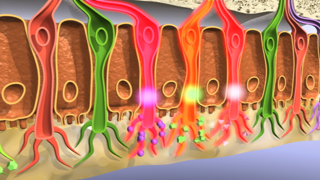 Grafik, die die Struktur und Funktion von Nervenzellen im menschlichen Körper darstellt, mit bunten Neuronen und Synapsen.