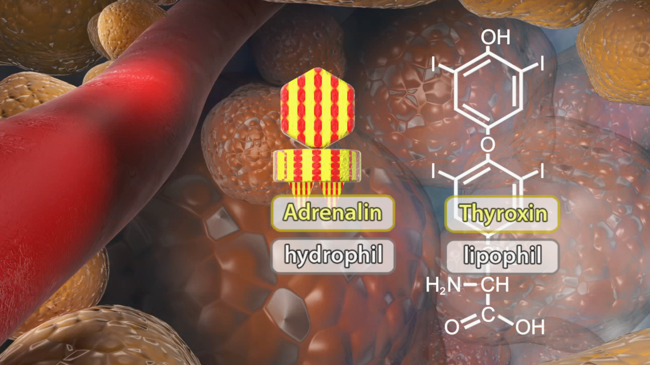 Darstellung von Adrenalin und Thyroxin mit ihren chemischen Strukturen und Eigenschaften: Adrenalin ist hydrophil, Thyroxin ist lipophil.