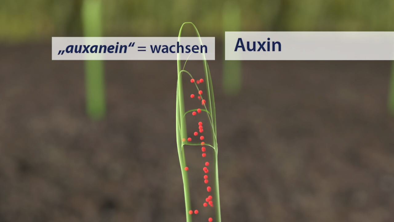 Diagramm zur Erklärung von Auxin, mit der Definition ‚auxanein‘ = wachsen und roten Punkten, die die Auxinverteilung darstellen.