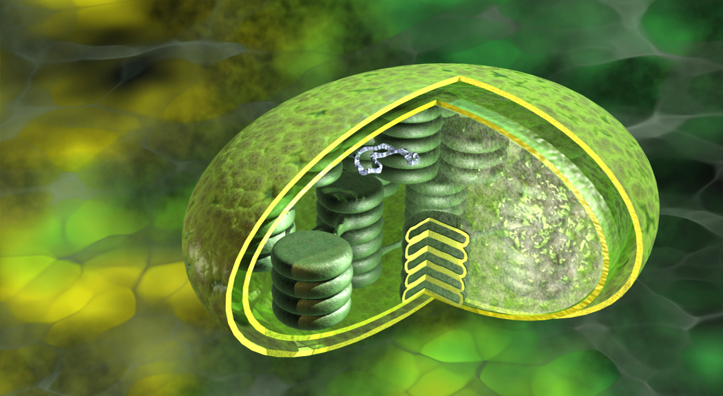 Schematische Darstellung eines Chloroplasten mit inneren Strukturen wie Thylakoiden und Stroma.