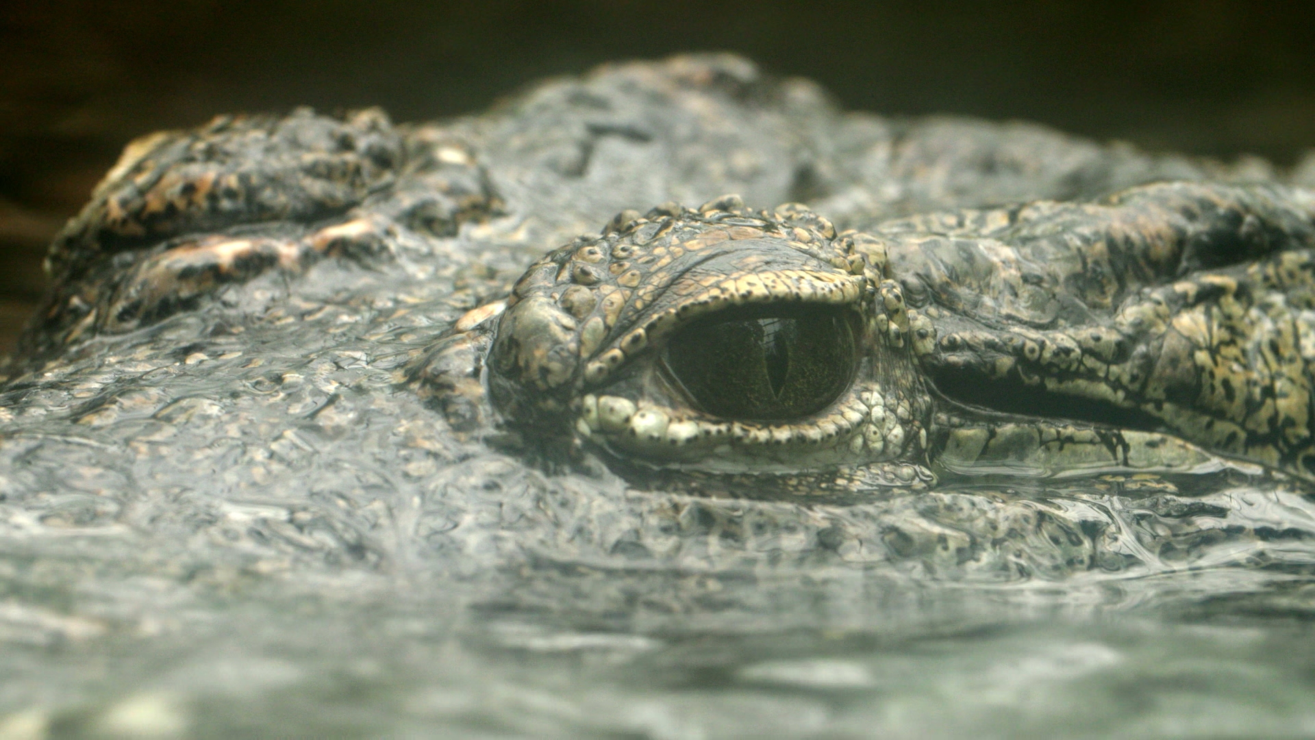 Nahaufnahme eines Krokodilauges mit sichtbarer schuppiger Haut und teilweise im Wasser liegend