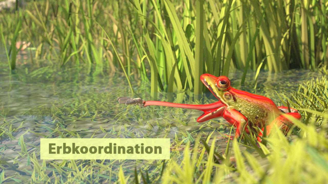 Ein roter Frosch sitzt am Ufer eines Gewässers und streckt seine Zunge nach einem Insekt aus.