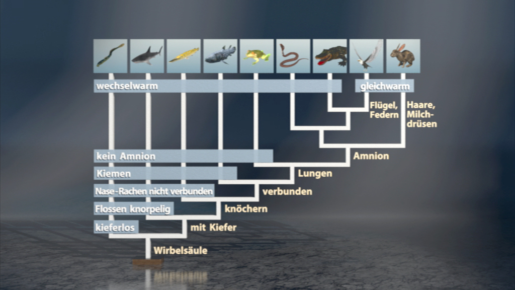 Ein Diagramm, das die Klassifizierung von Tieren in wechselwarme und gleichwarme Gruppen zeigt, einschließlich Merkmale wie Kiefer, Lungen und Amnion.