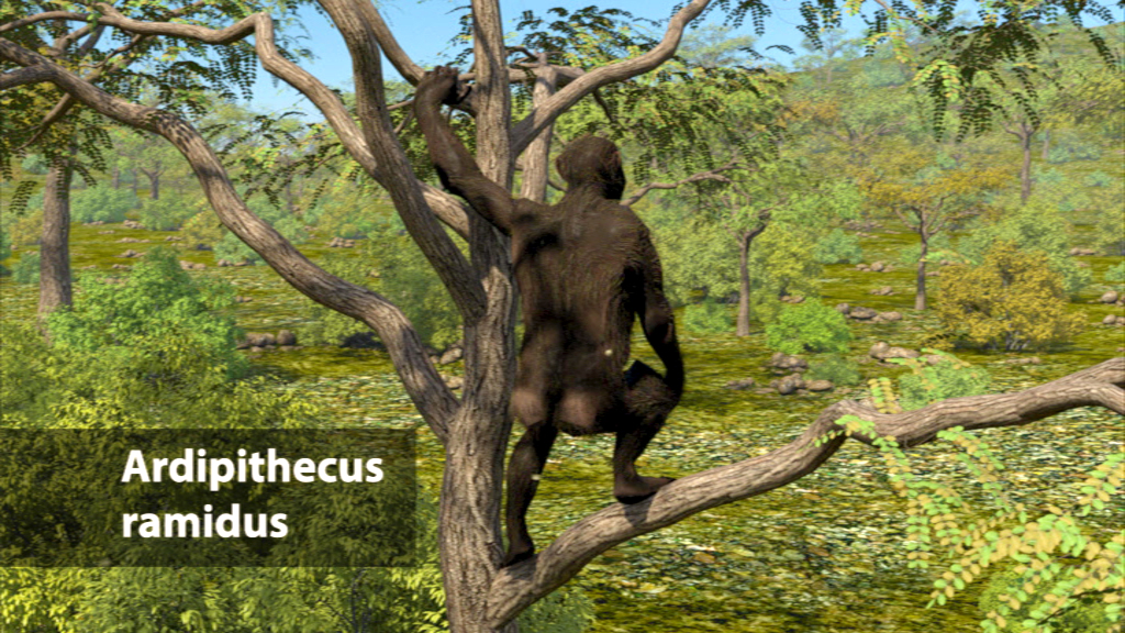Ardipithecus ramidus, ein früher Vorfahre des Menschen, klettert auf einem Baum.
