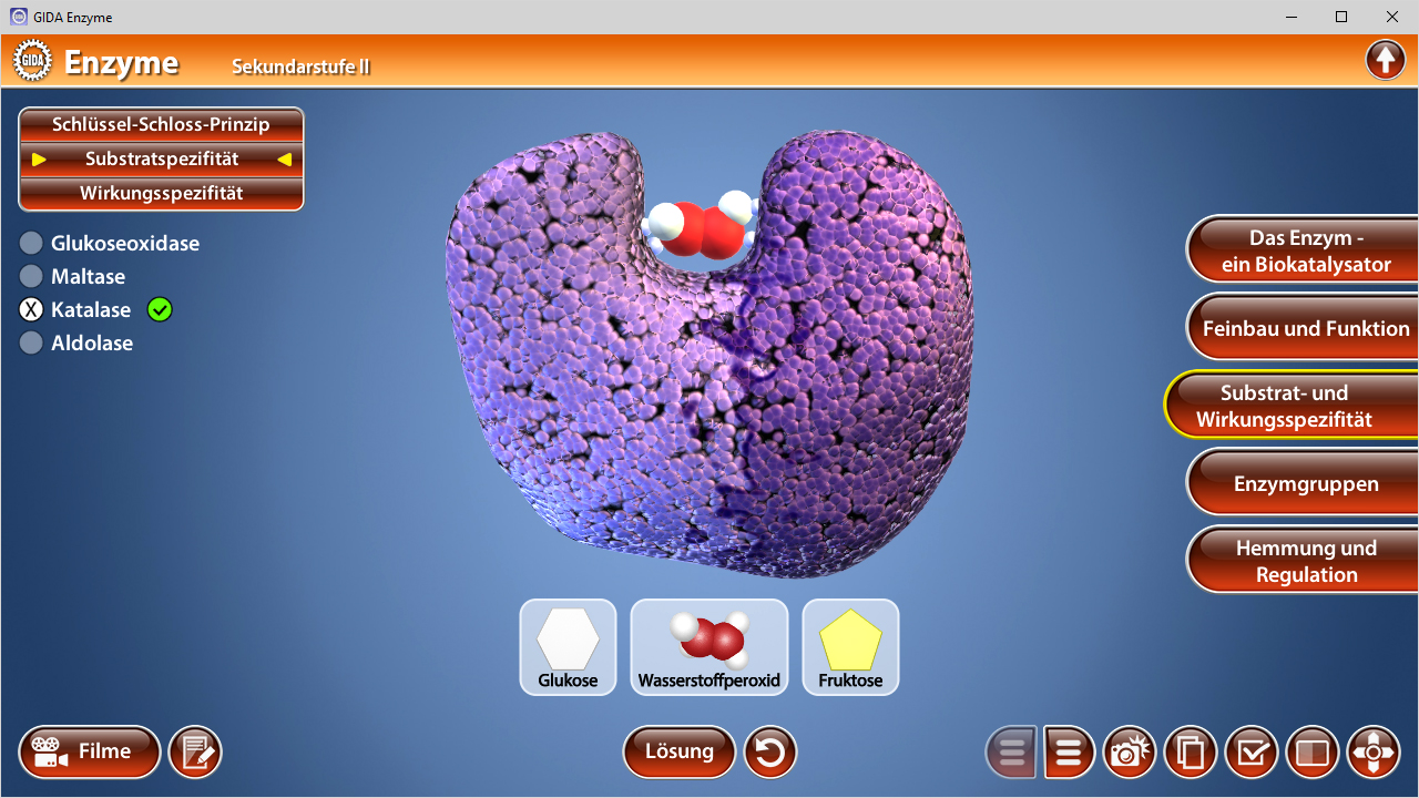 3D-Modell eines Enzyms mit Darstellung von Substraten wie Glukose und Fruktose, sowie deren Wirkungsmechanismen.