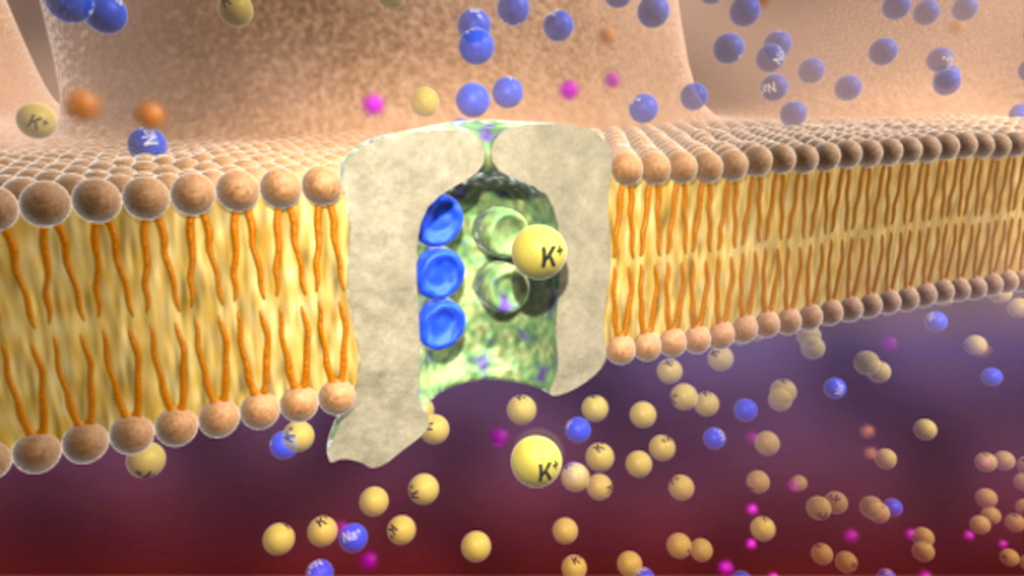 Darstellung einer Zellmembran mit Ionenkanälen, durch die Kaliumionen (K+) strömen.