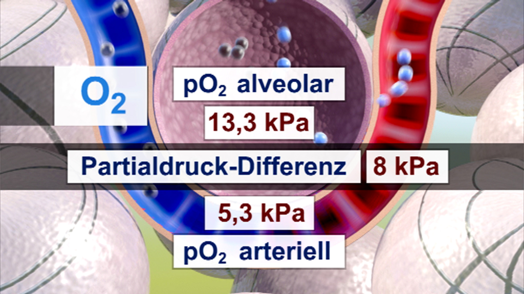 Infografik über den Sauerstoffpartialdruck: alveolar 13,3 kPa, Differenz 8 kPa, arteriell 5,3 kPa.