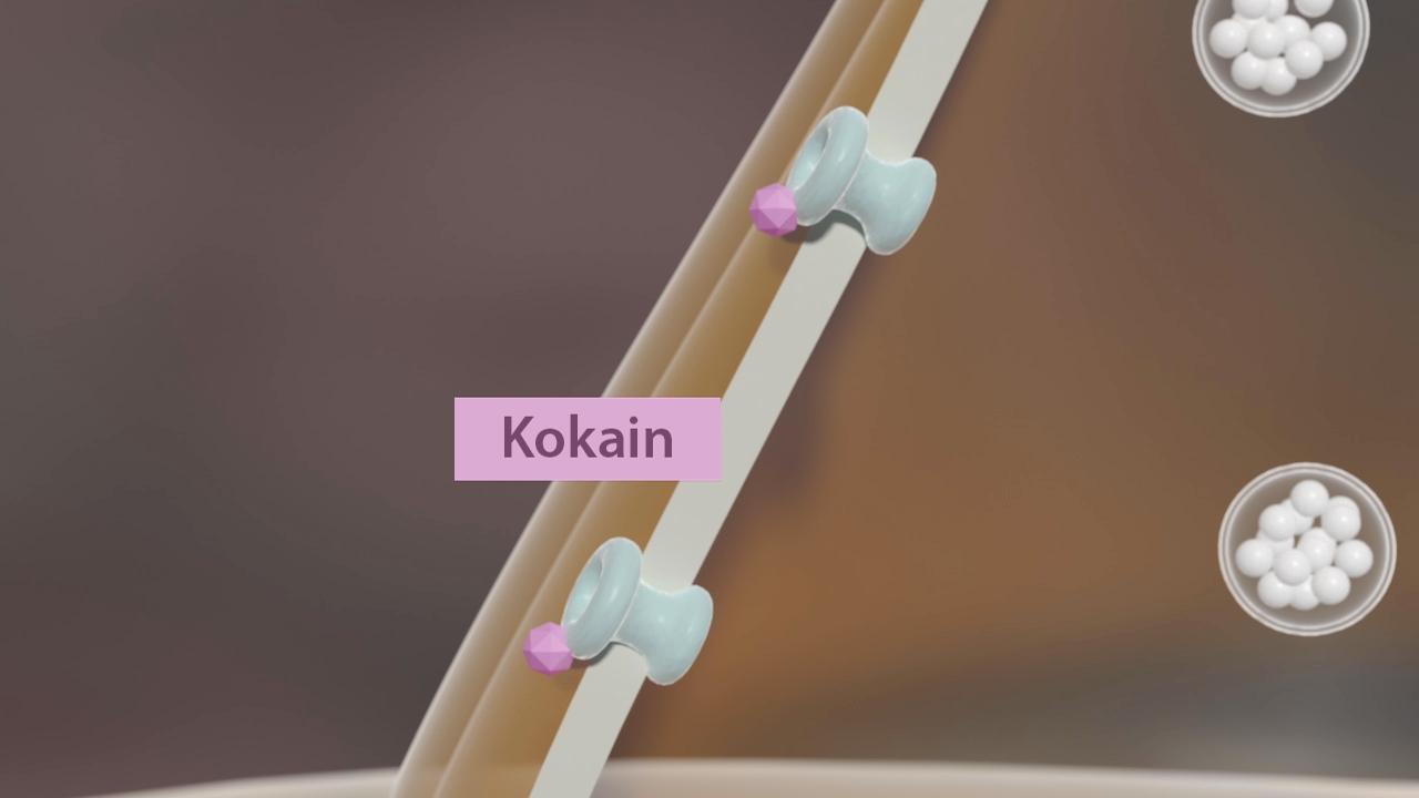 Diagramm, das die Wirkung von Kokain auf Rezeptoren zeigt, mit einer Beschriftung 'Kokain'.