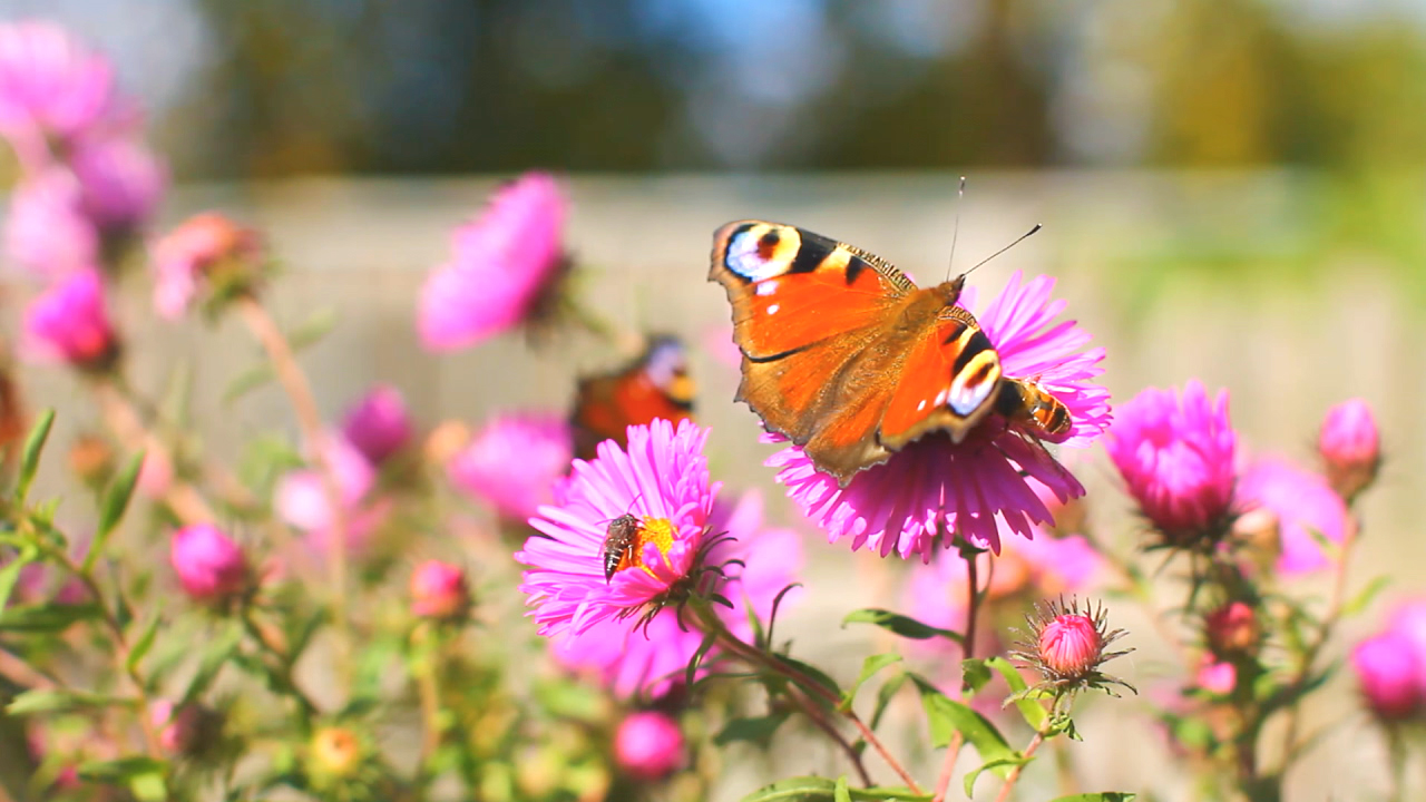 Ein Schmetterling mit orangefarbenen Flügeln sitzt auf einer pinken Blume, umgeben von weiteren Blumen und einem unscharfen Hintergrund.