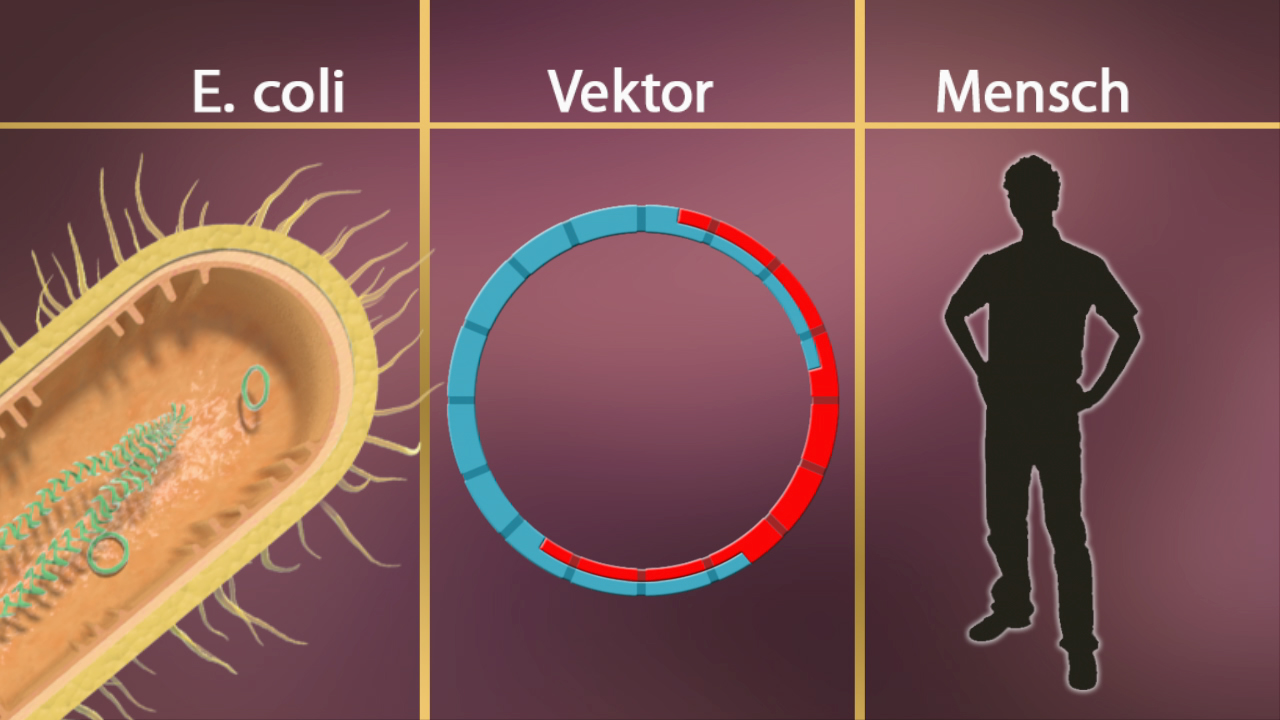 Darstellung von E. coli, einem Vektor und einem Menschen, die in einem biologischen Kontext miteinander verbunden sind.