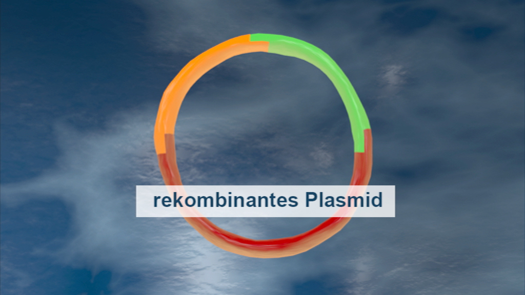 Grafik eines rekombinanten Plasmids in Form eines Kreises mit orangefarbenen, grünen und roten Segmenten.