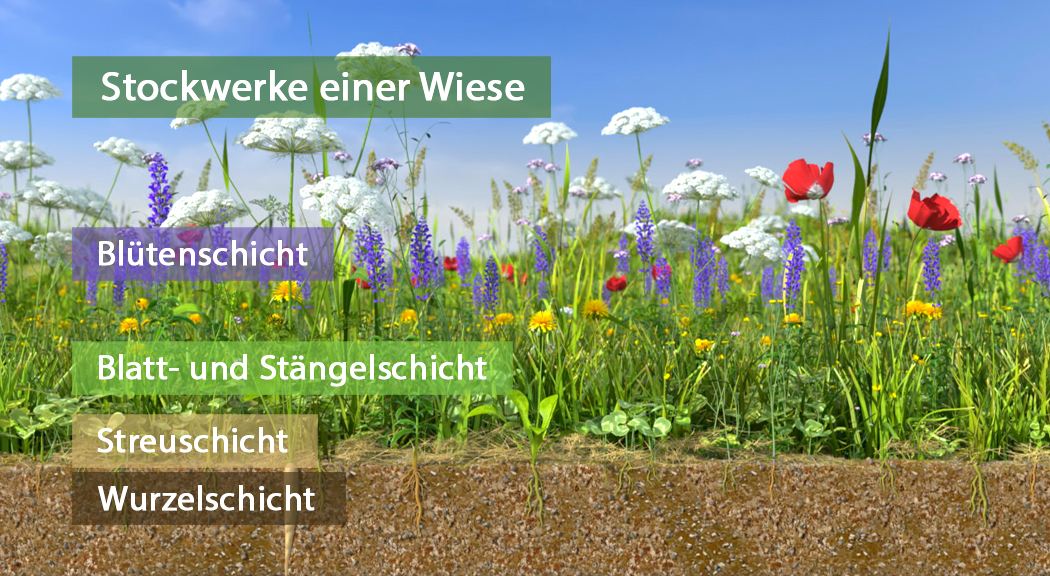 Diagramm der Stockwerke einer Wiese mit Blütenschicht, Blatt- und Stängelschicht, Streuschicht und Wurzelschicht.
