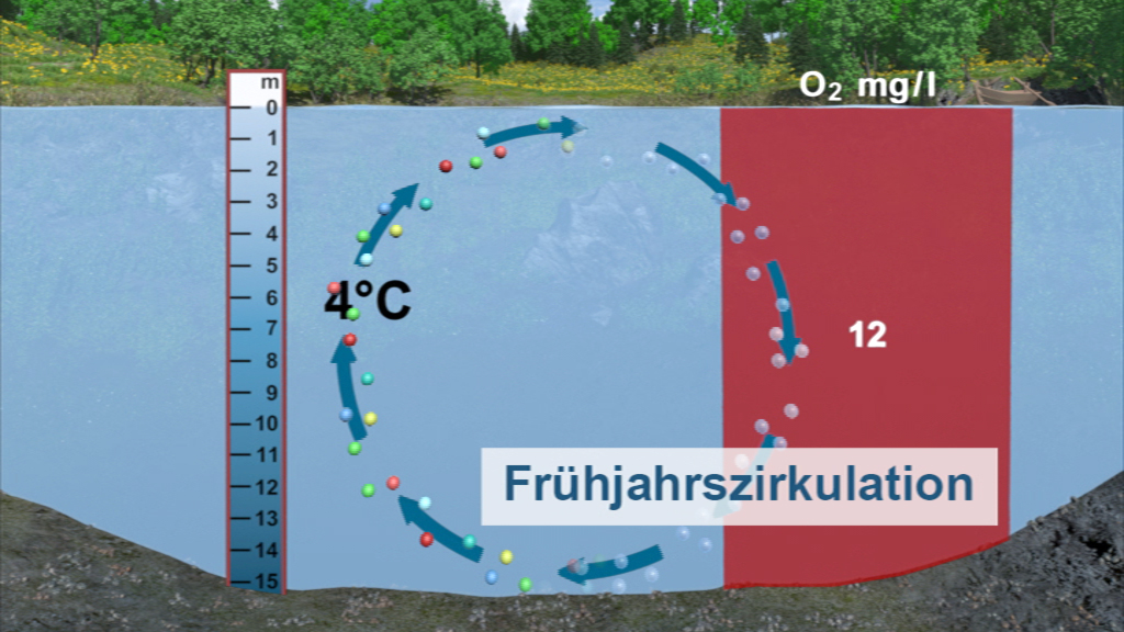 Diagramm zur Frühjahrszirkulation in einem Gewässer, zeigt Temperatur- und Sauerstoffverteilung.