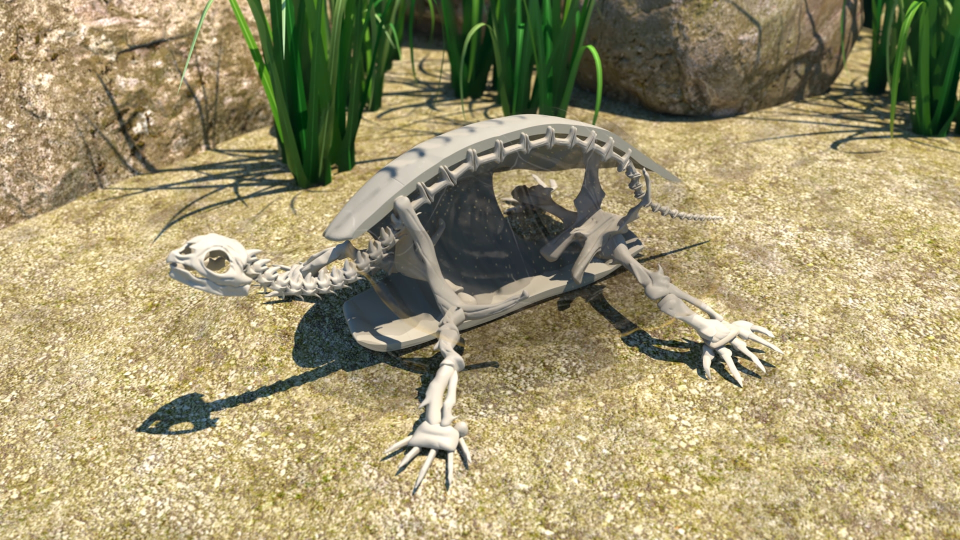 Skelett einer Schildkröte mit sichtbarem Panzer auf sandigem Boden vor Felsen und Pflanzen