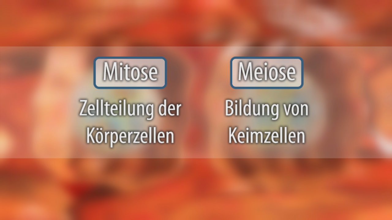 Vergleich zwischen Mitose und Meiose: Mitose - Zellteilung der Körperzellen; Meiose - Bildung von Keimzellen.